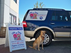 Vehicle Graphics Lake Worth FL